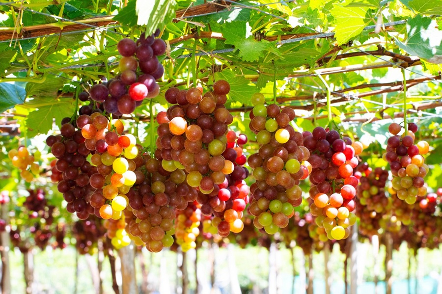 phân biệt nho Ninh Thuận