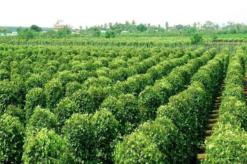 Phu Quoc pepper farms