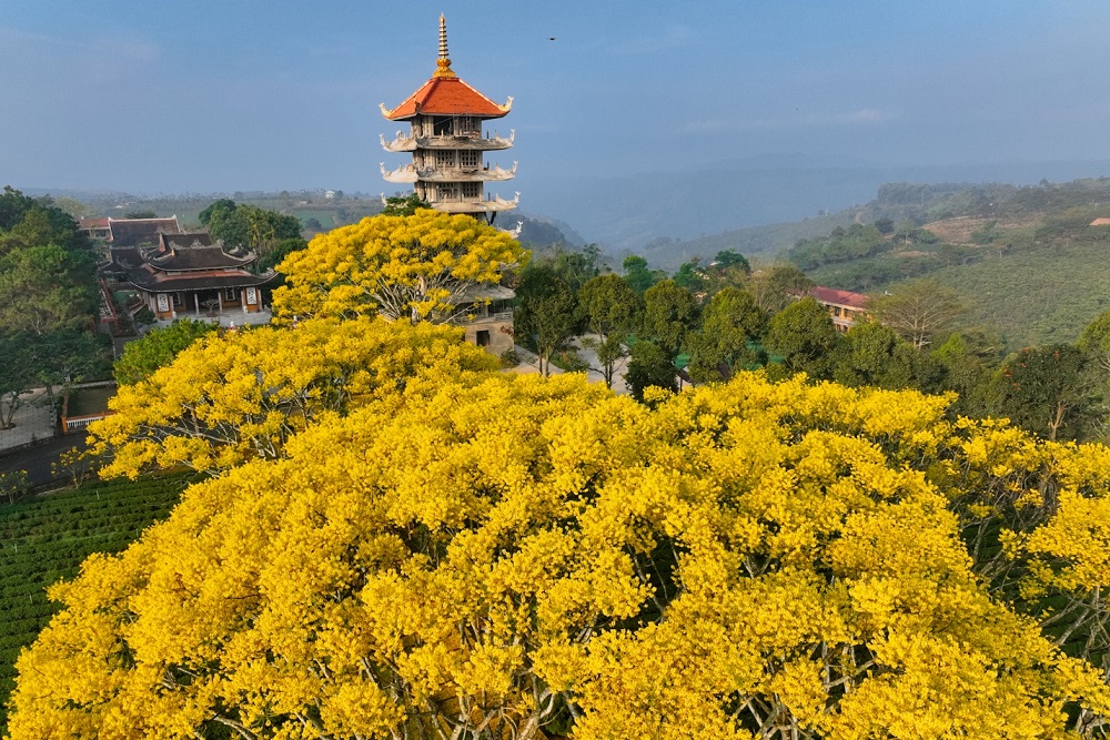 phượng vàng tu viện Bát Nhã