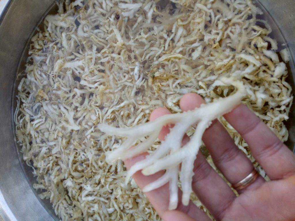 rau đá biển Phú Quý