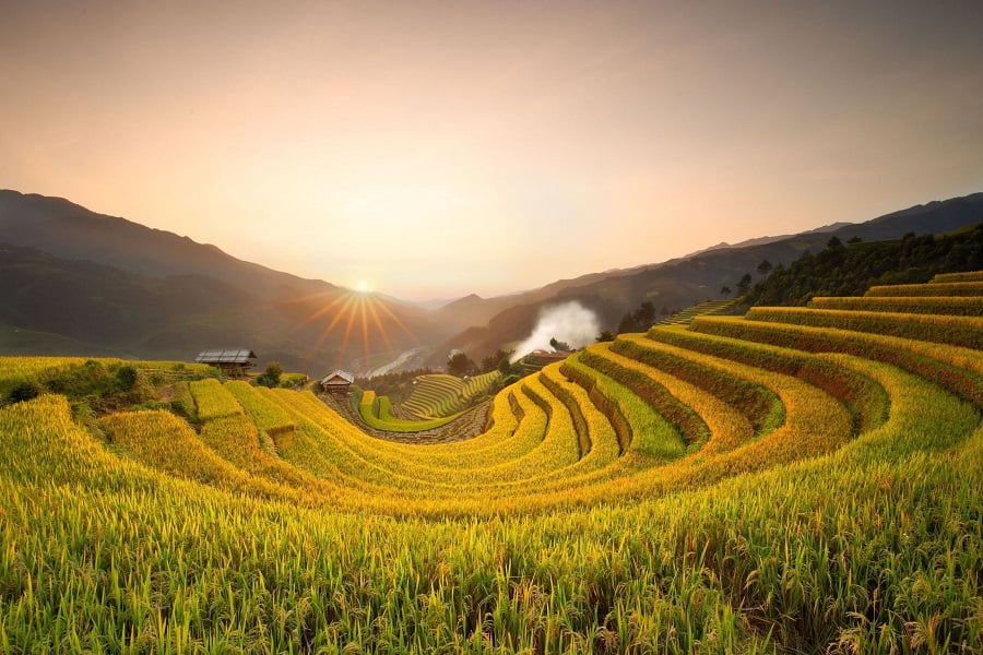 Rice terraces in Vietnam