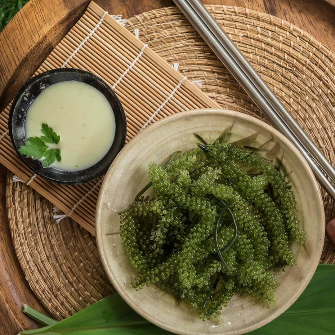 rong nho biển Phú Quý