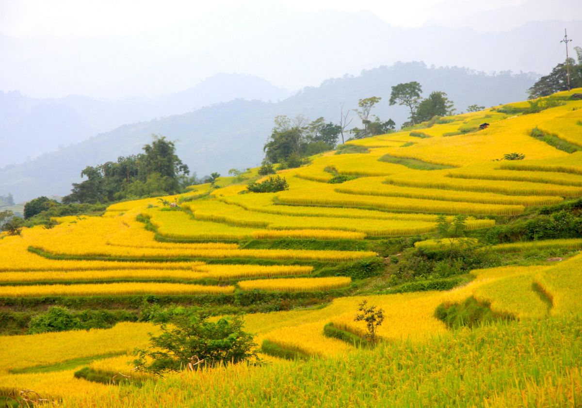 ruộng bậc thang Hồng Thái vàng óng ả