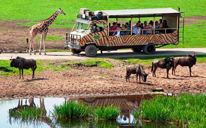 Safari parks