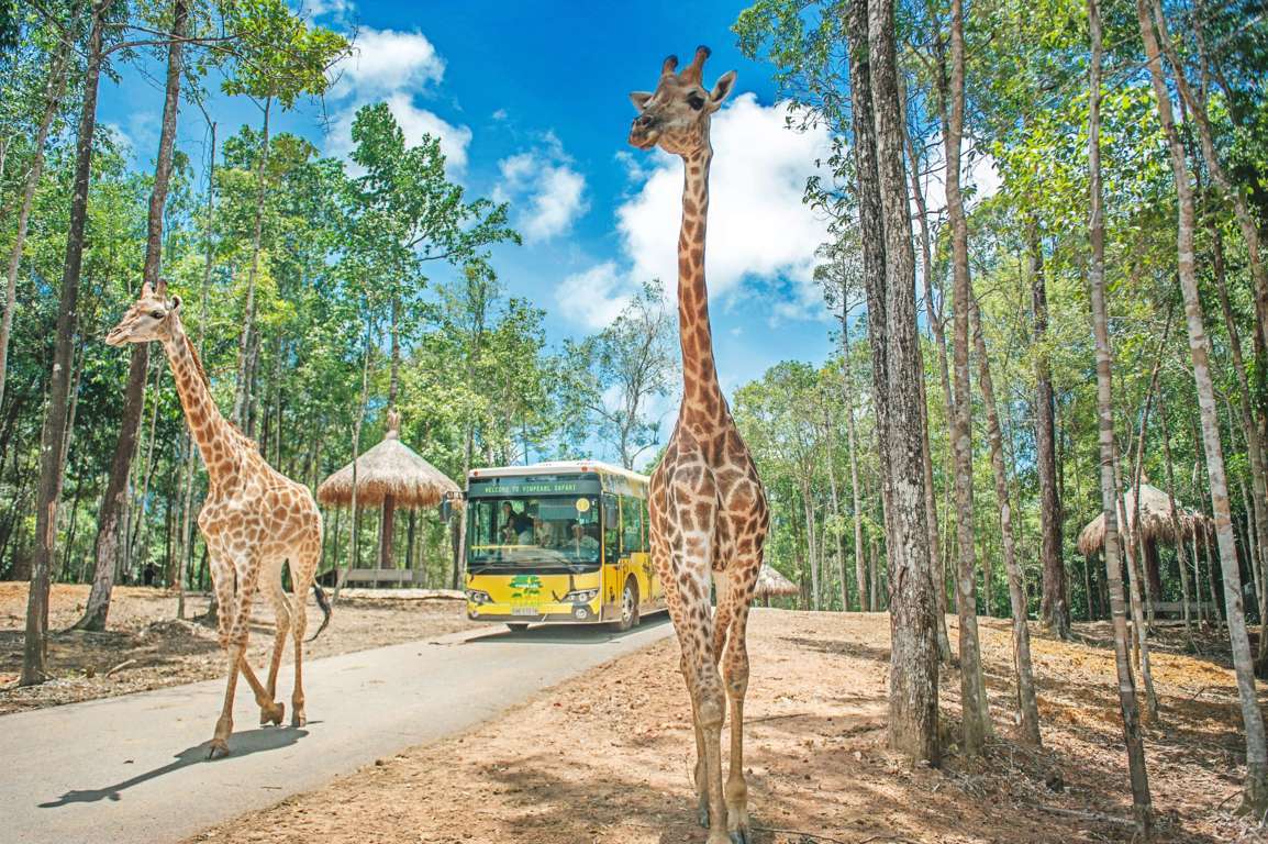 Trọn bộ] Kinh nghiệm đi Vinpearl Safari Phú Quốc 2023 đầy đủ, chi tiết nhất