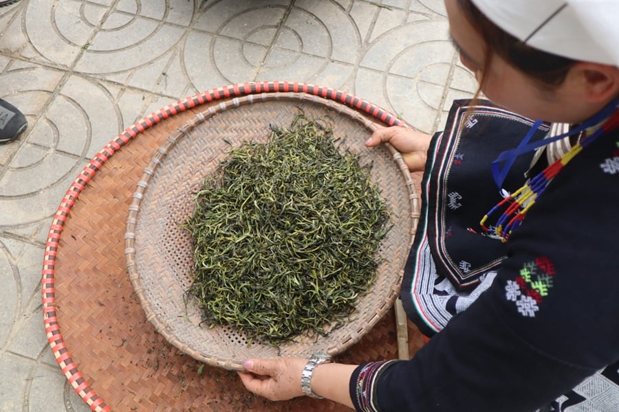 Sàng lọc chè Shan Tuyết