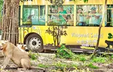 vé Vinpearl Safari Phú Quốc