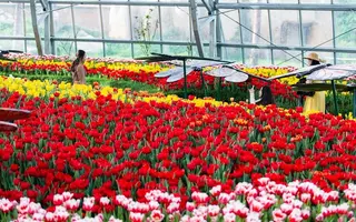 Lễ hội Hoa Xuân thế giới