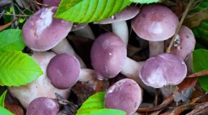 Nấm tràm Phú Quốc