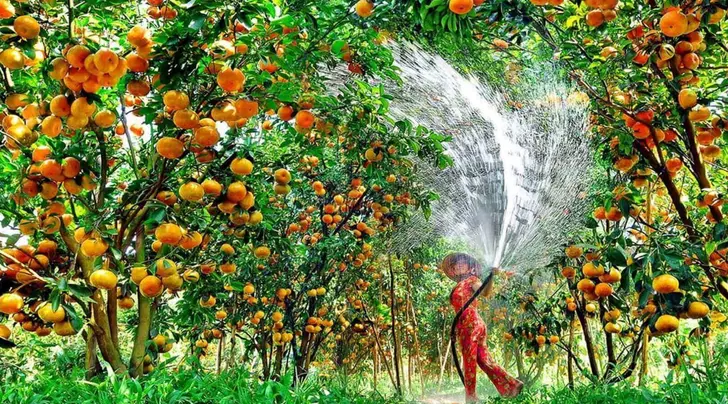 Vườn trái cây Ba Cống Cần Thơ