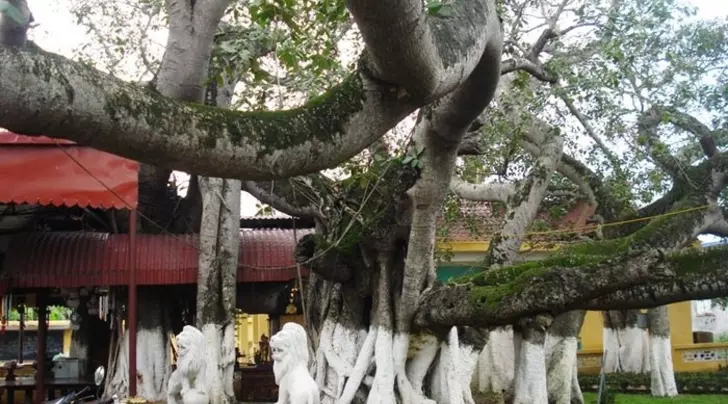 Cây đa 13 gốc
