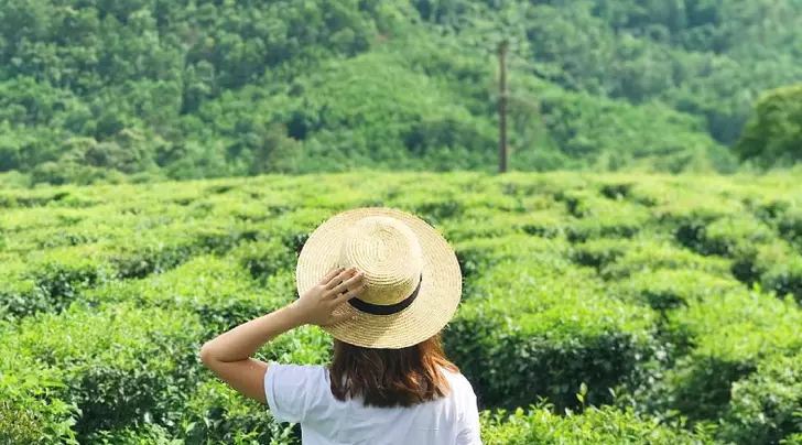 Đồi chè Đà Nẵng