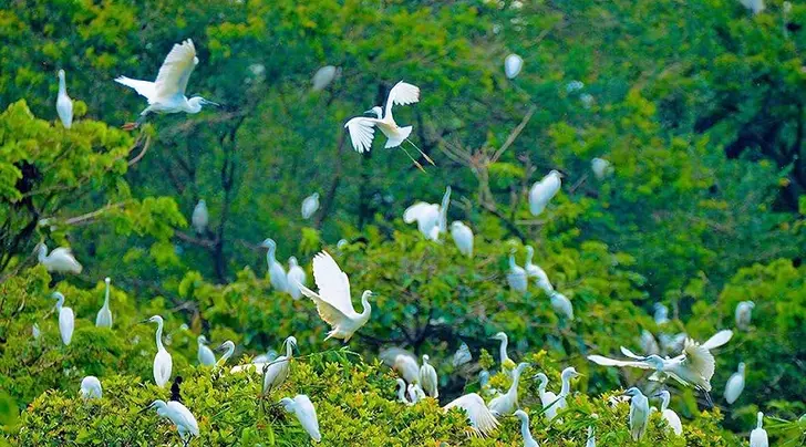 Vườn cò Bằng Lăng