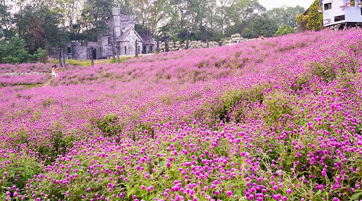 Thảo nguyên hoa Long Biên