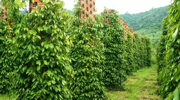 Phu Quoc pepper farms