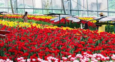 Lễ hội Hoa Xuân thế giới