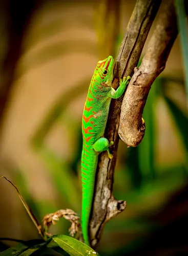 绿色蜥蜴