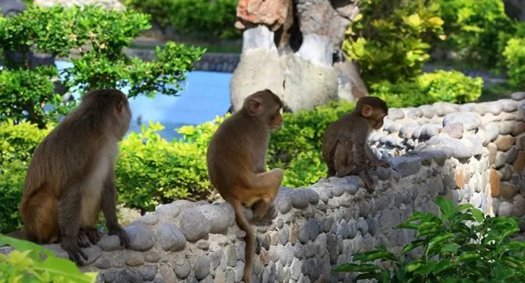 Đảo Khỉ Nha Trang