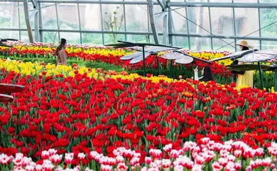 Lễ hội Hoa Xuân thế giới