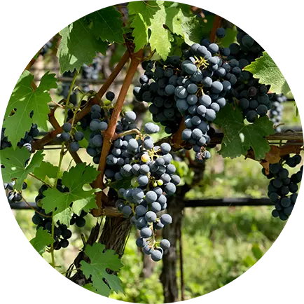 Sileni Sauvignon Blanc