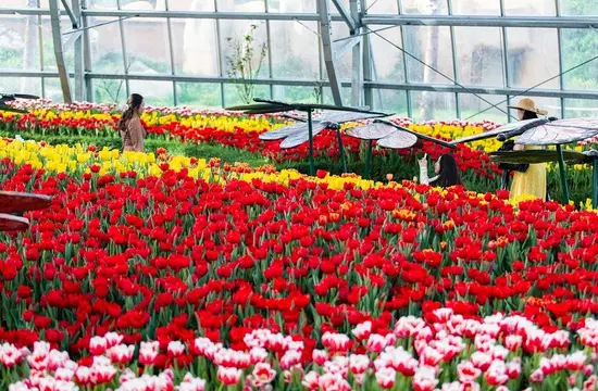 Lễ hội Hoa Xuân thế giới