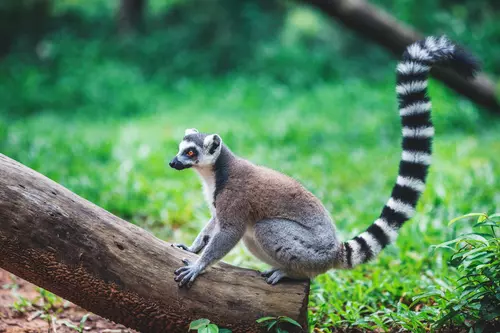 Hinh-anh-Vinpearl-Safari-Phu-Quoc-66