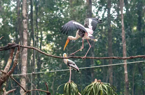 Hinh-anh-Vinpearl-Safari-Phu-Quoc-68