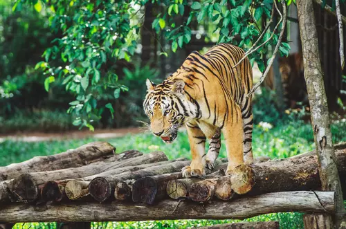Hinh-anh-Vinpearl-Safari-Phu-Quoc-87