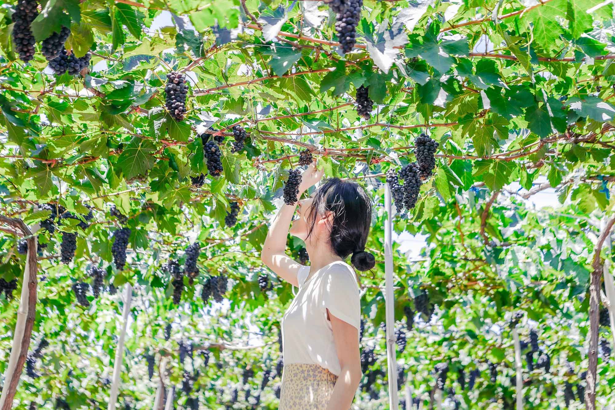 Tham quan vườn nho Ba Mọi Ninh Thuận