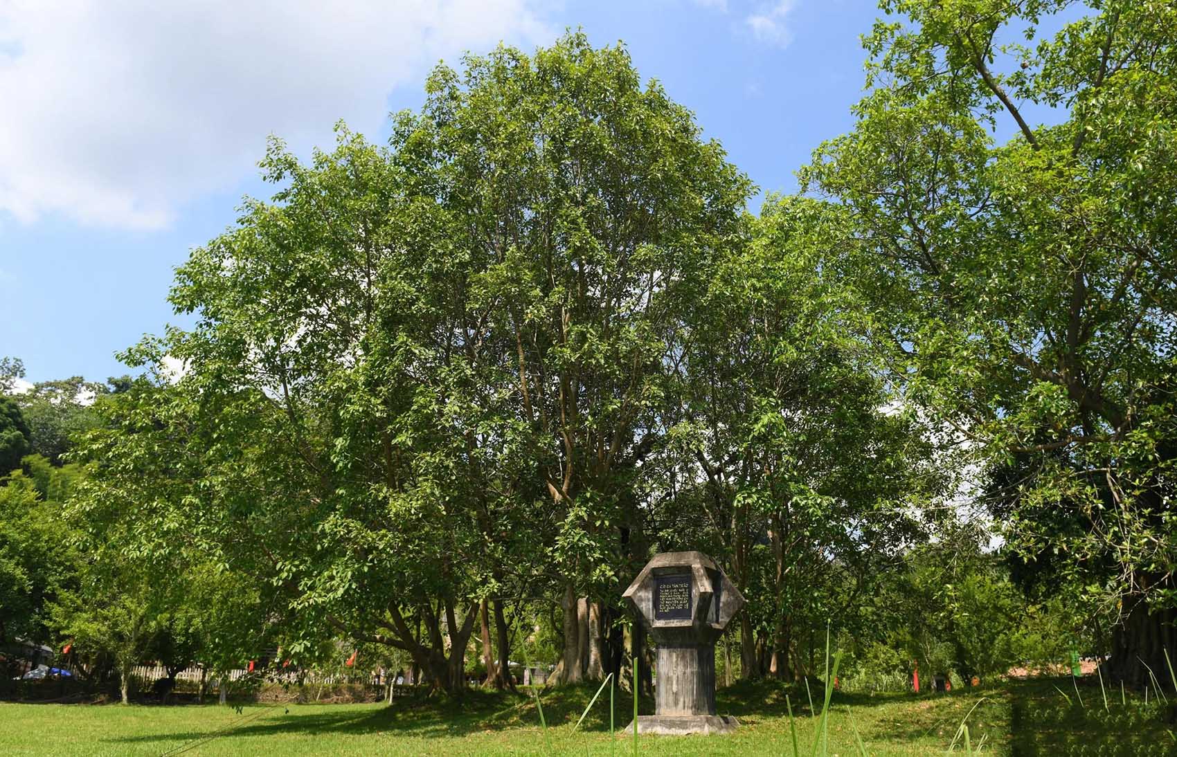 Thời điểm đến di tích cây đa Tân Trào
