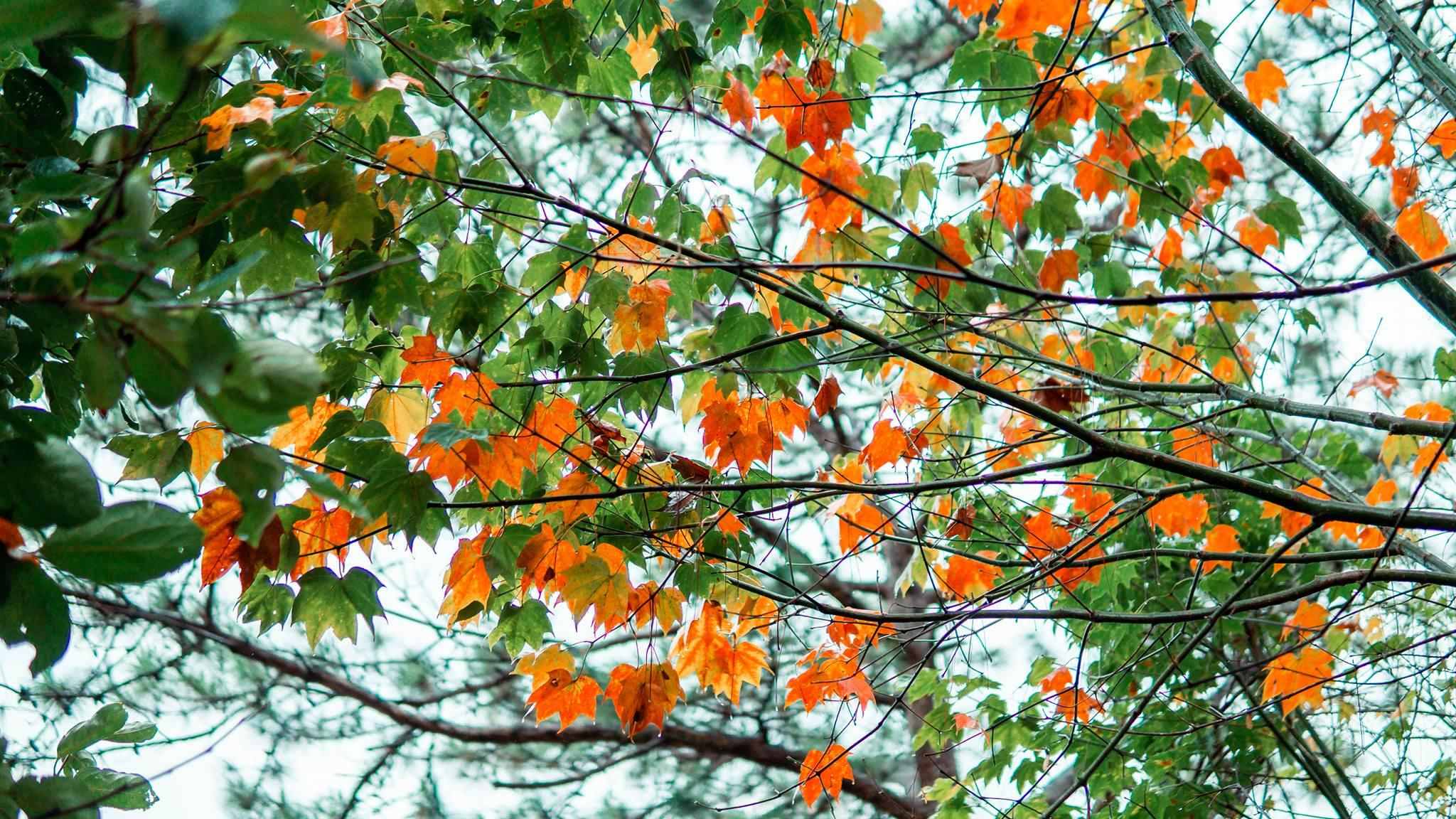 Thời điểm nên đến rừng lá phong