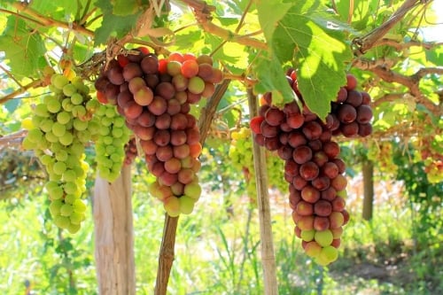 Vườn nho Ninh Thuận