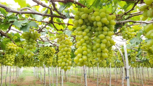 Vườn nho Ba Mọi