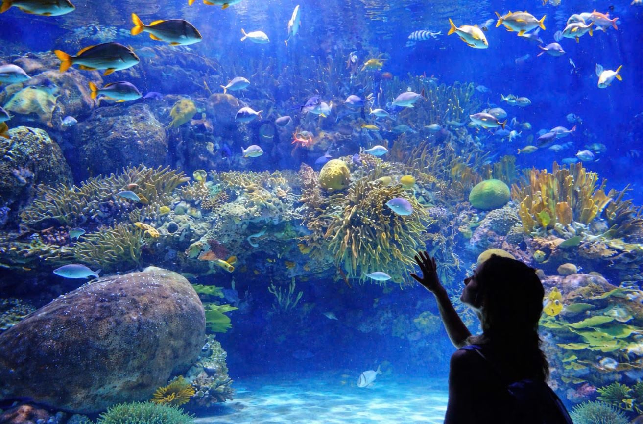 Thuỷ cung Vương Quốc Hải Thần VinWonders Nha Trang