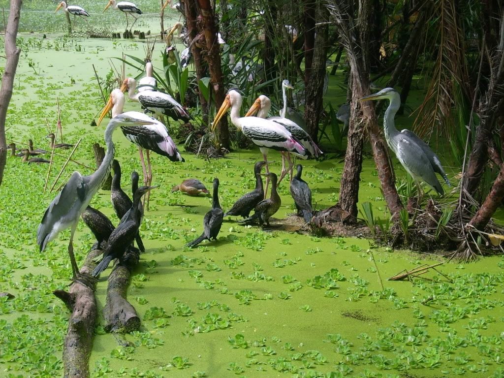 Tra Su Bird Sanctuary