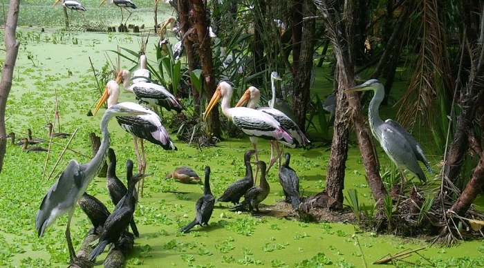 Tra Su Bird Sanctuary