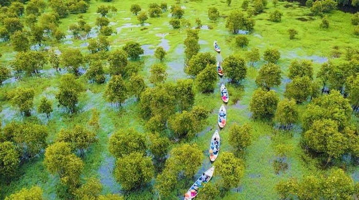 Tra Su Cajuput Forest