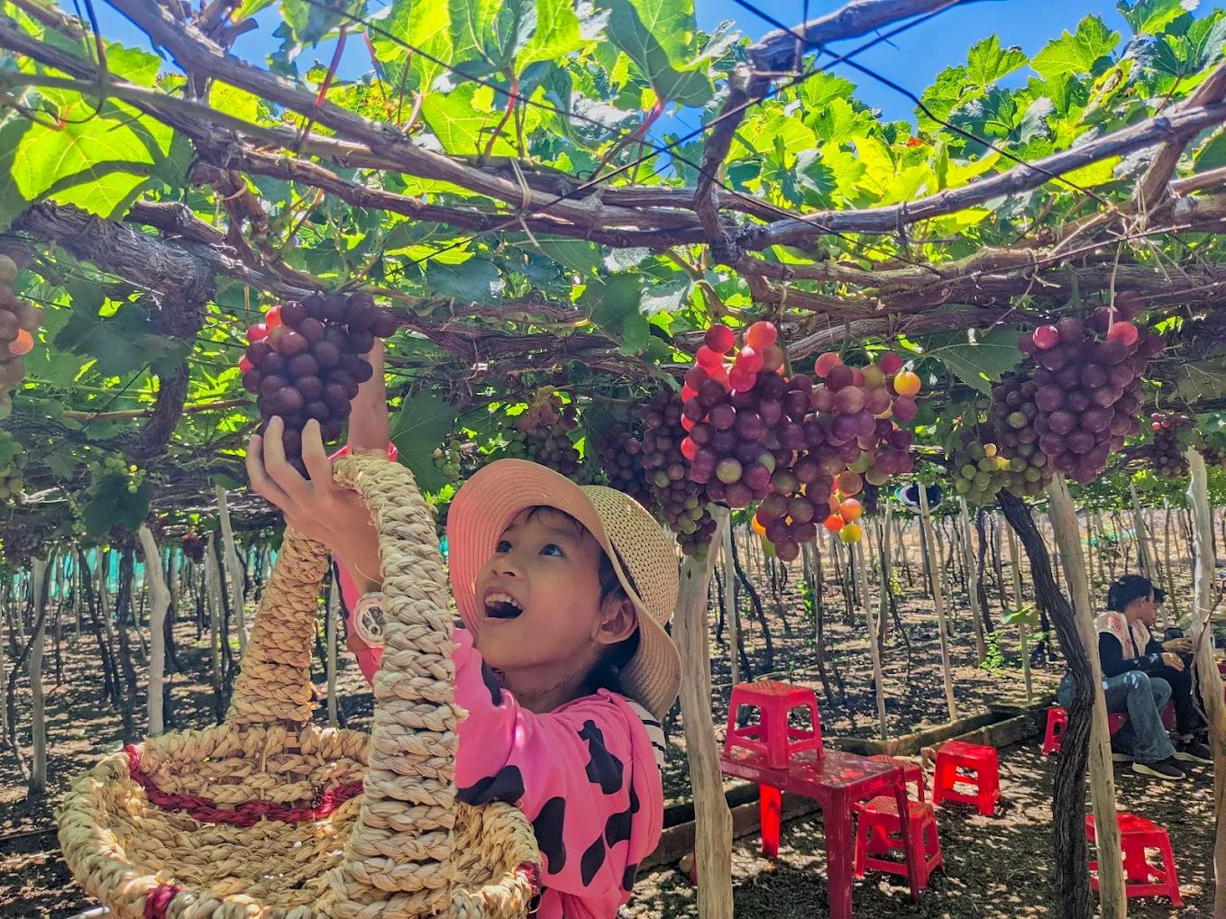 Trải nghiệm hái nho tại vườn Thái An