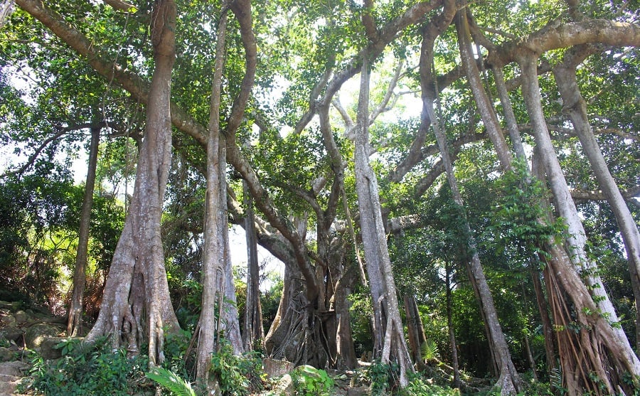 Trees in Vietnam