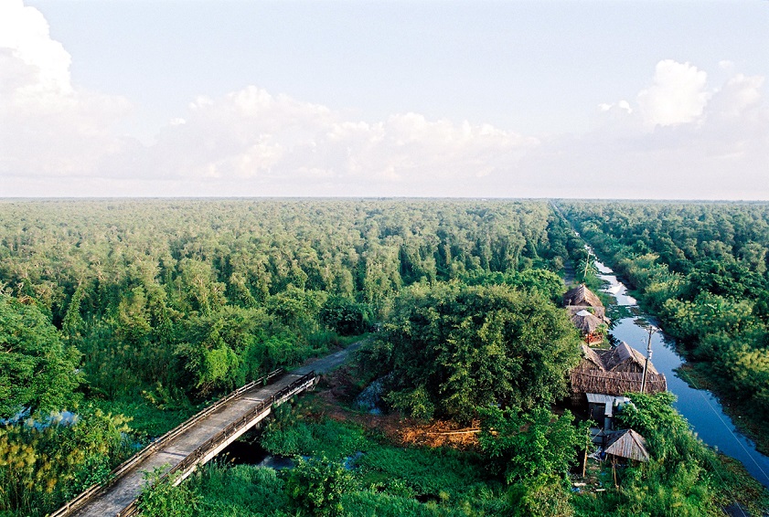 U Minh Forest