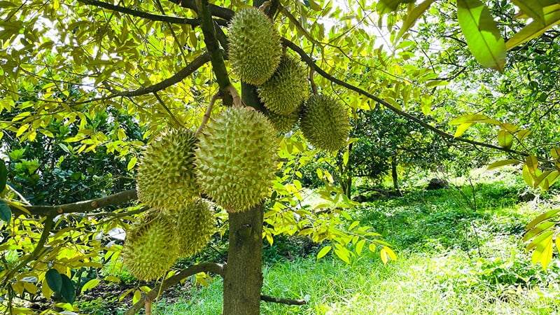 Vietnamese durian
