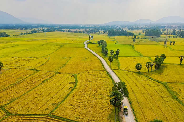 Vietnamese rice paddies