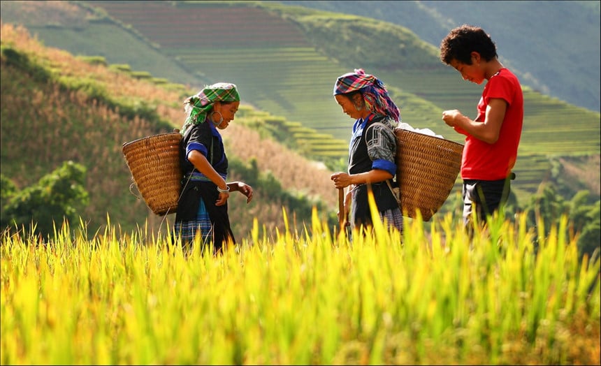 Vietnamese rice paddies