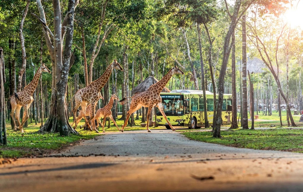 Du khách trải nghiệm tại Vinpearl Safari