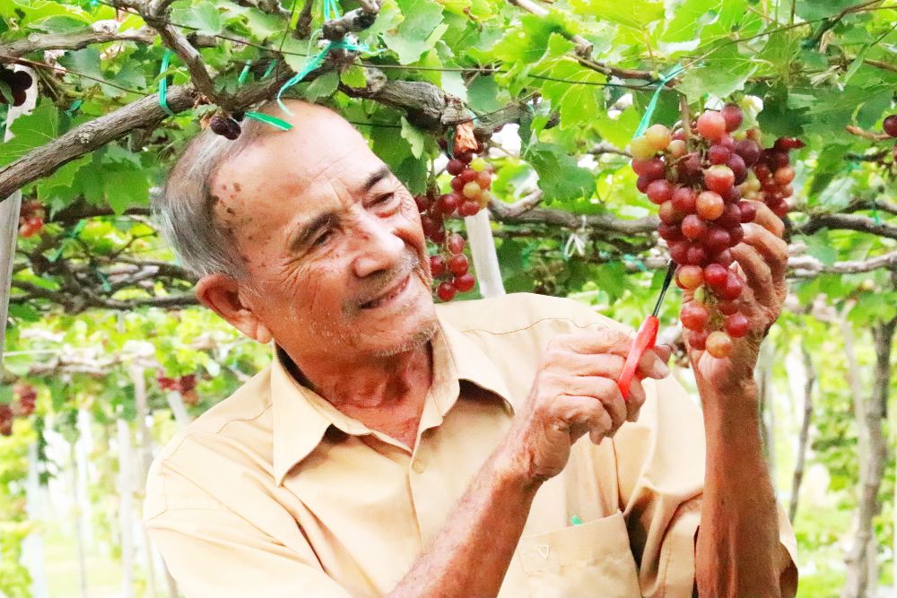 Vườn nho Ba Mọi
