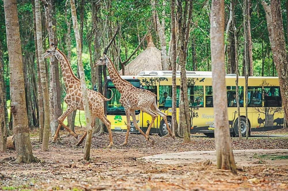 Hình thức “nhốt người thả thú” tại Vinpearl Safari Phú Quốc